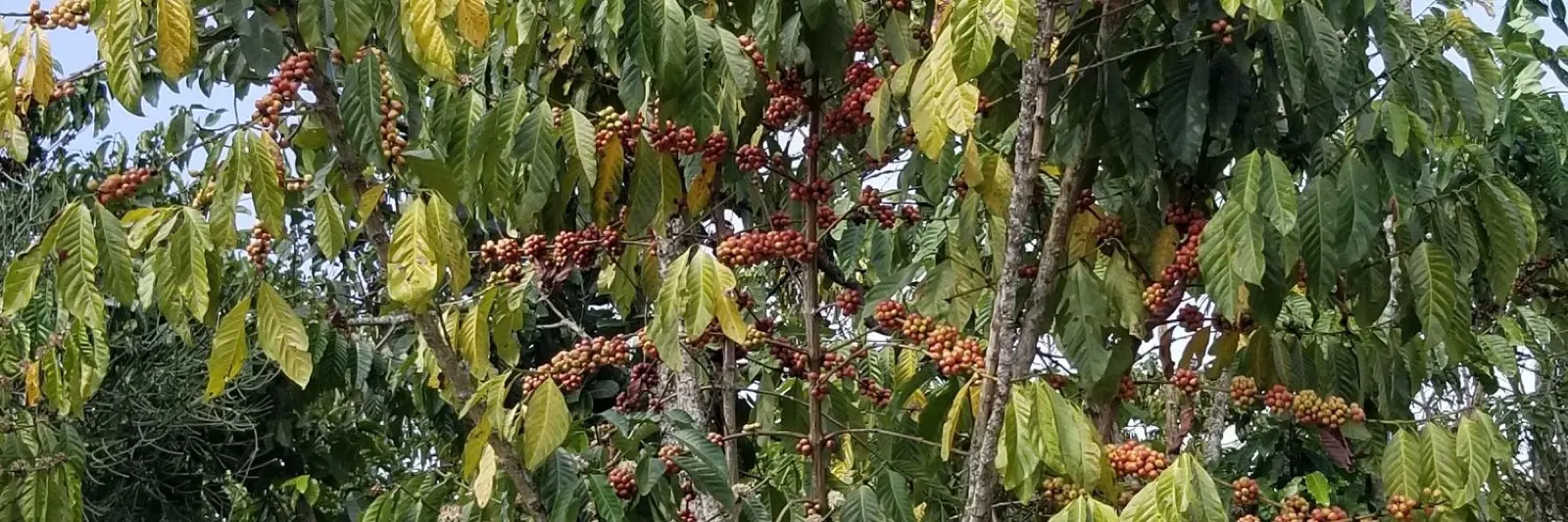 Ripe Rubanga coffee cherries on the branch