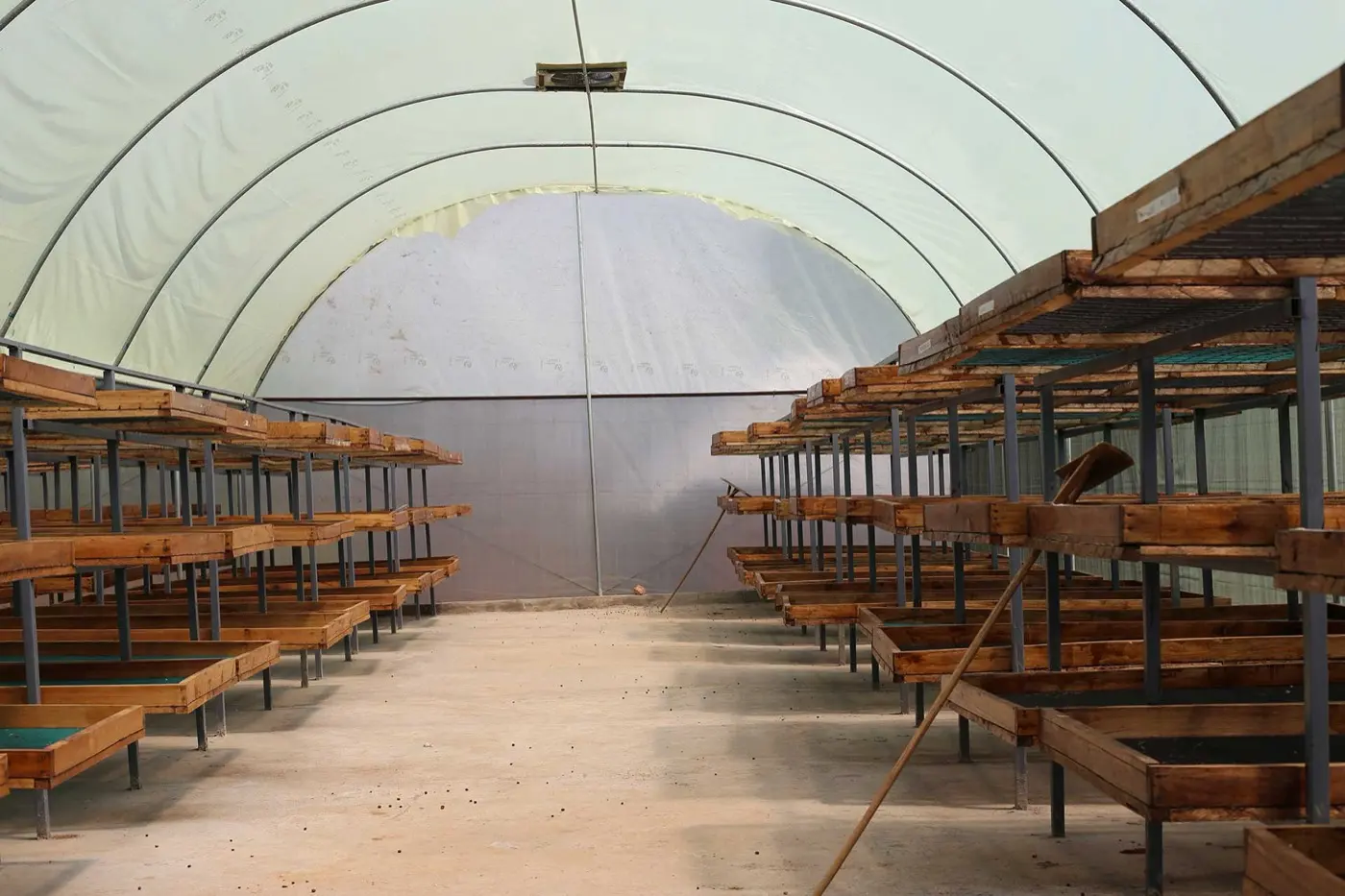 Rubanga coffee cherries drying in a solar drier