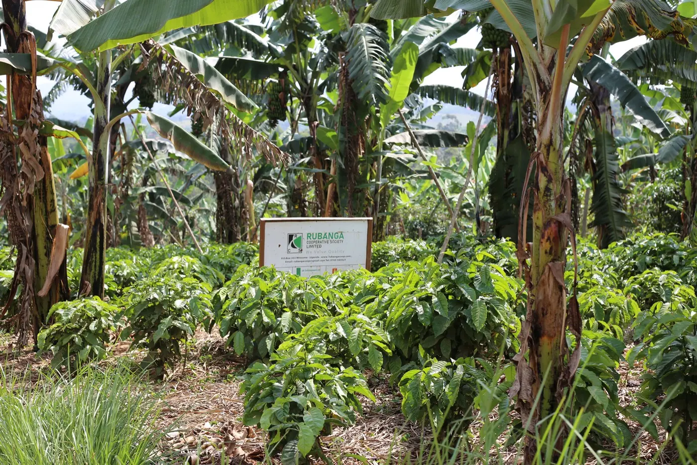 Rubanga coffee mother garden in the volcanic highlands of Mitooma