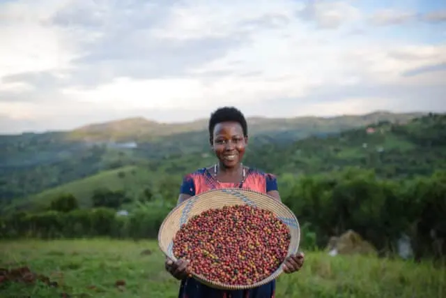 Hildah, a Ugandan coffee farmer, holding ripe coffee cherries
