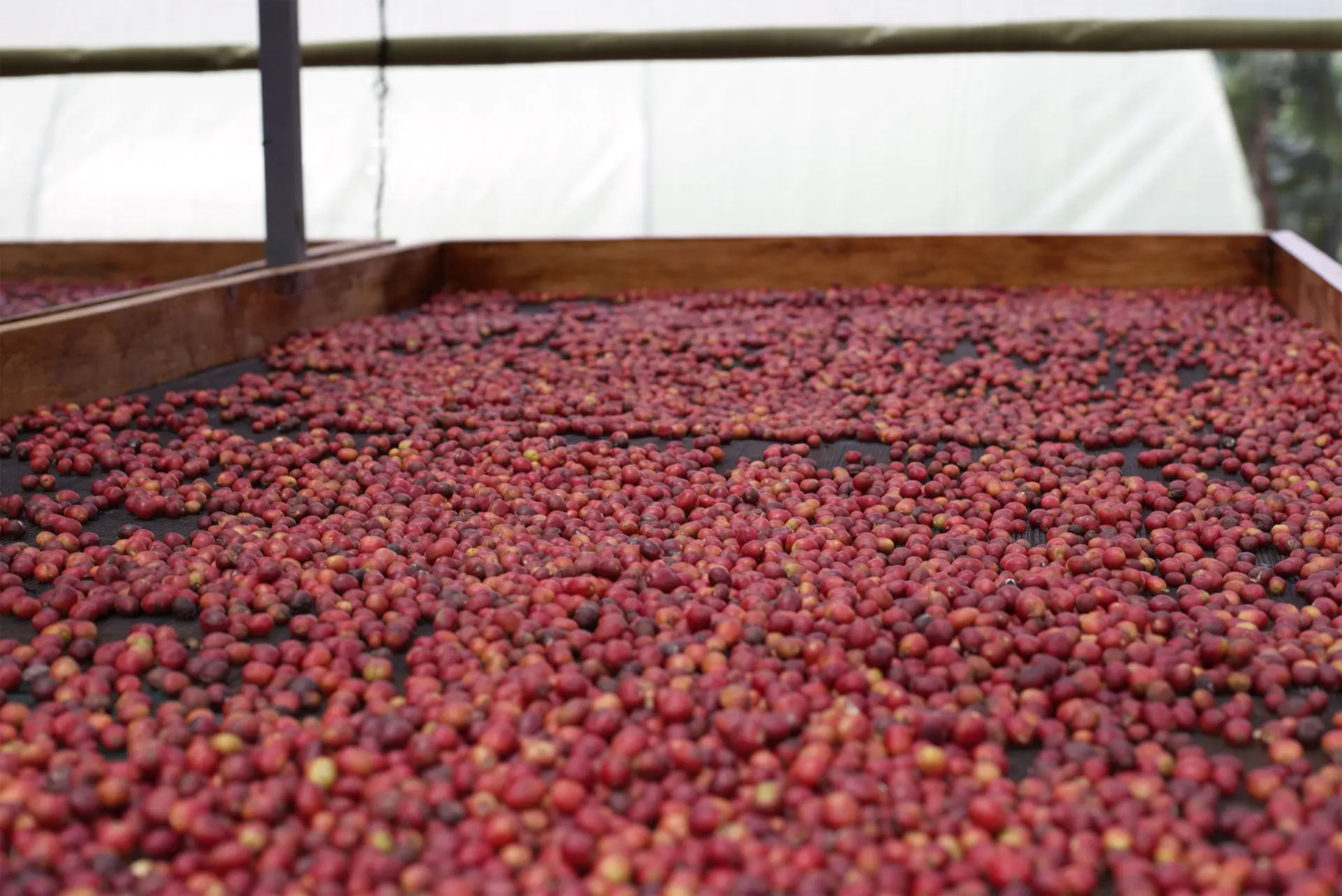 Ripe Rubanga coffee cherries drying in the solar drier